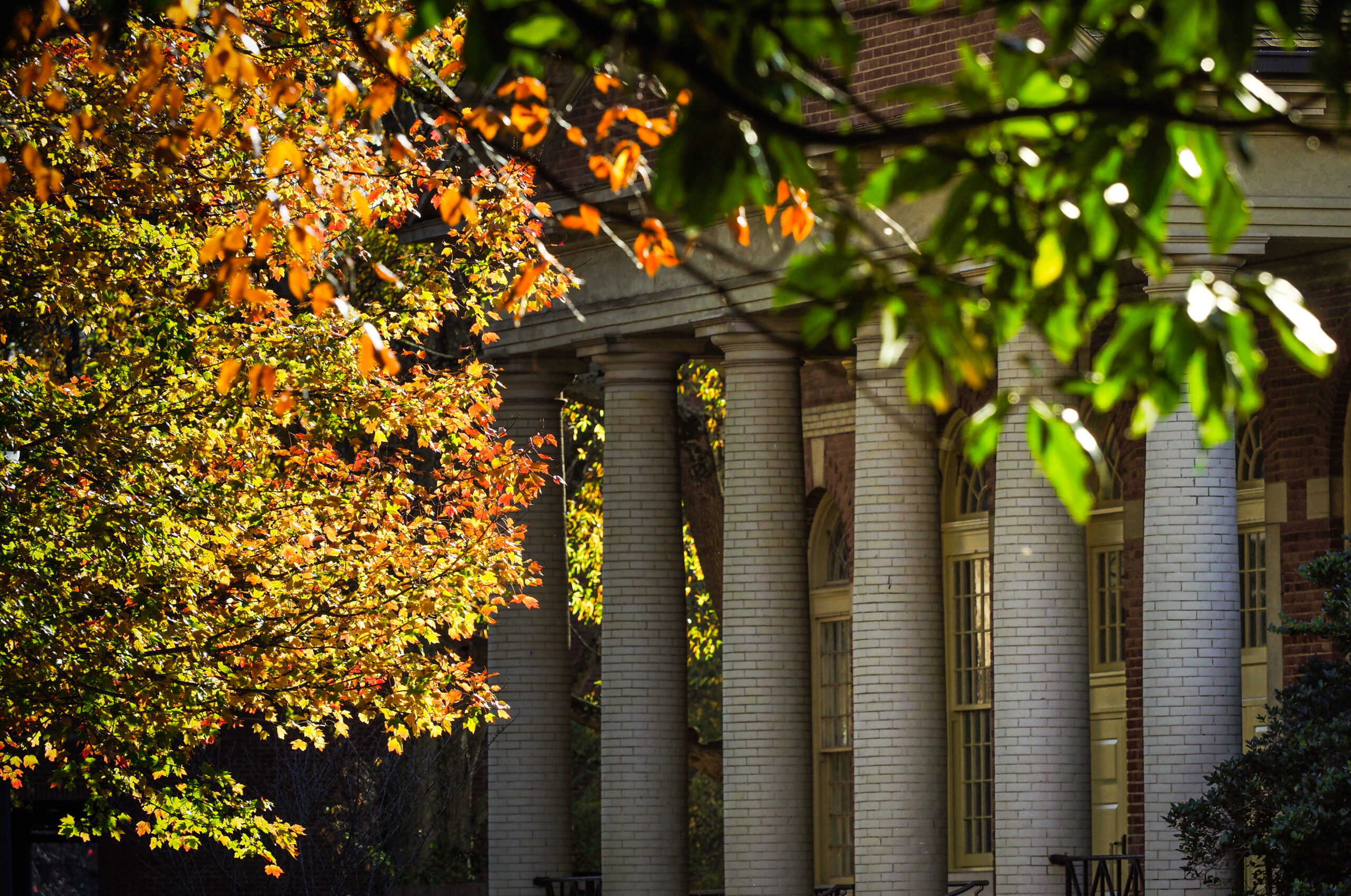 fall leaves on campus